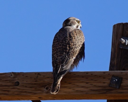 Prairie Falcon - ML613538921