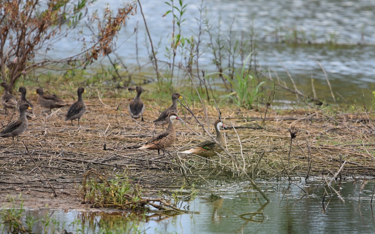 White-cheeked Pintail - ML613538927