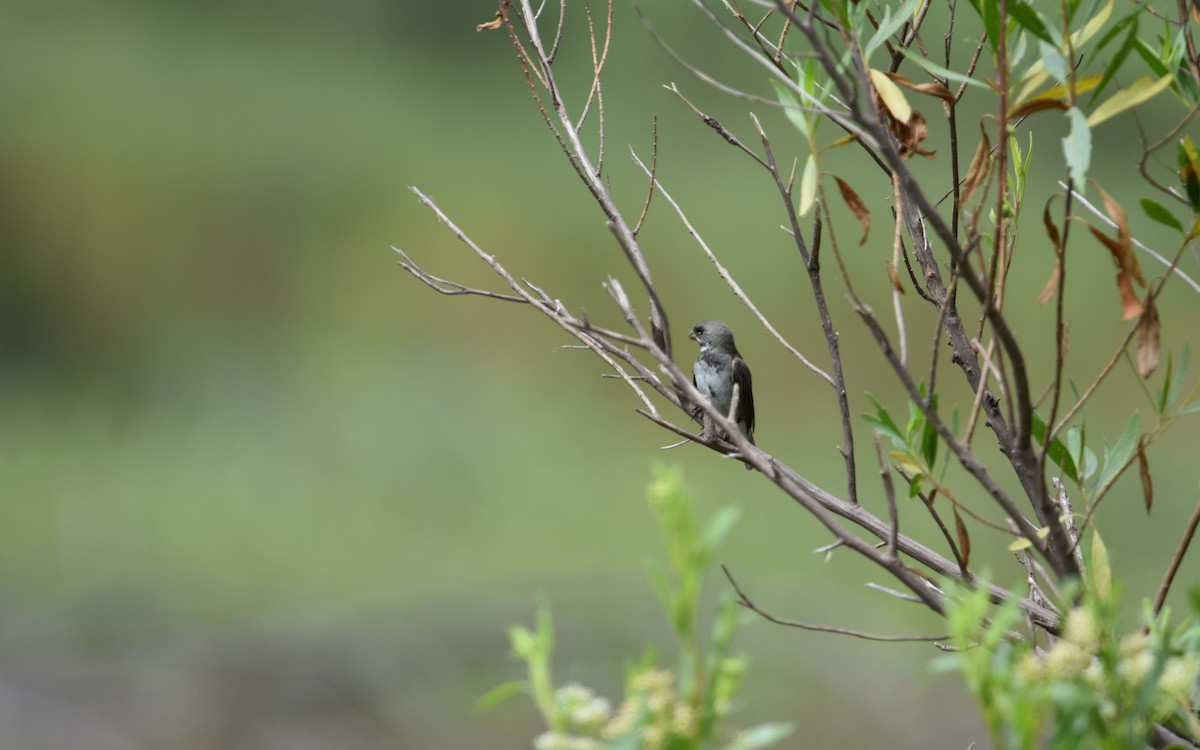 Double-collared Seedeater - ML613538951