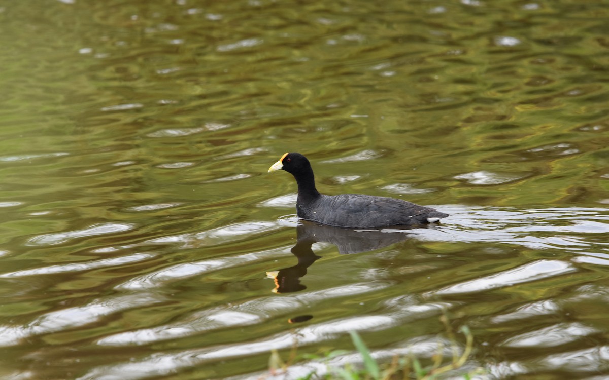 Foulque leucoptère - ML613538976