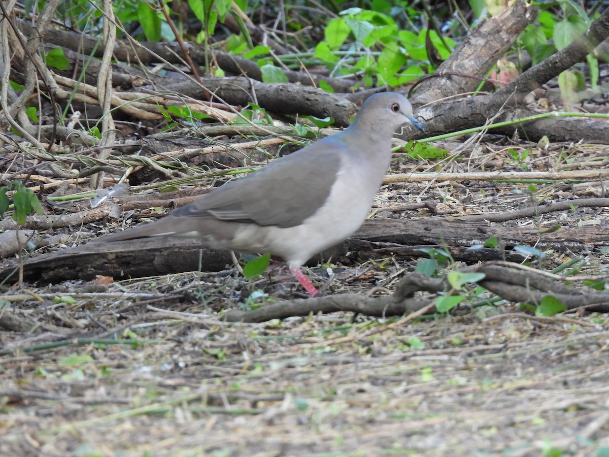 White-tipped Dove - Rhonda Langelaan