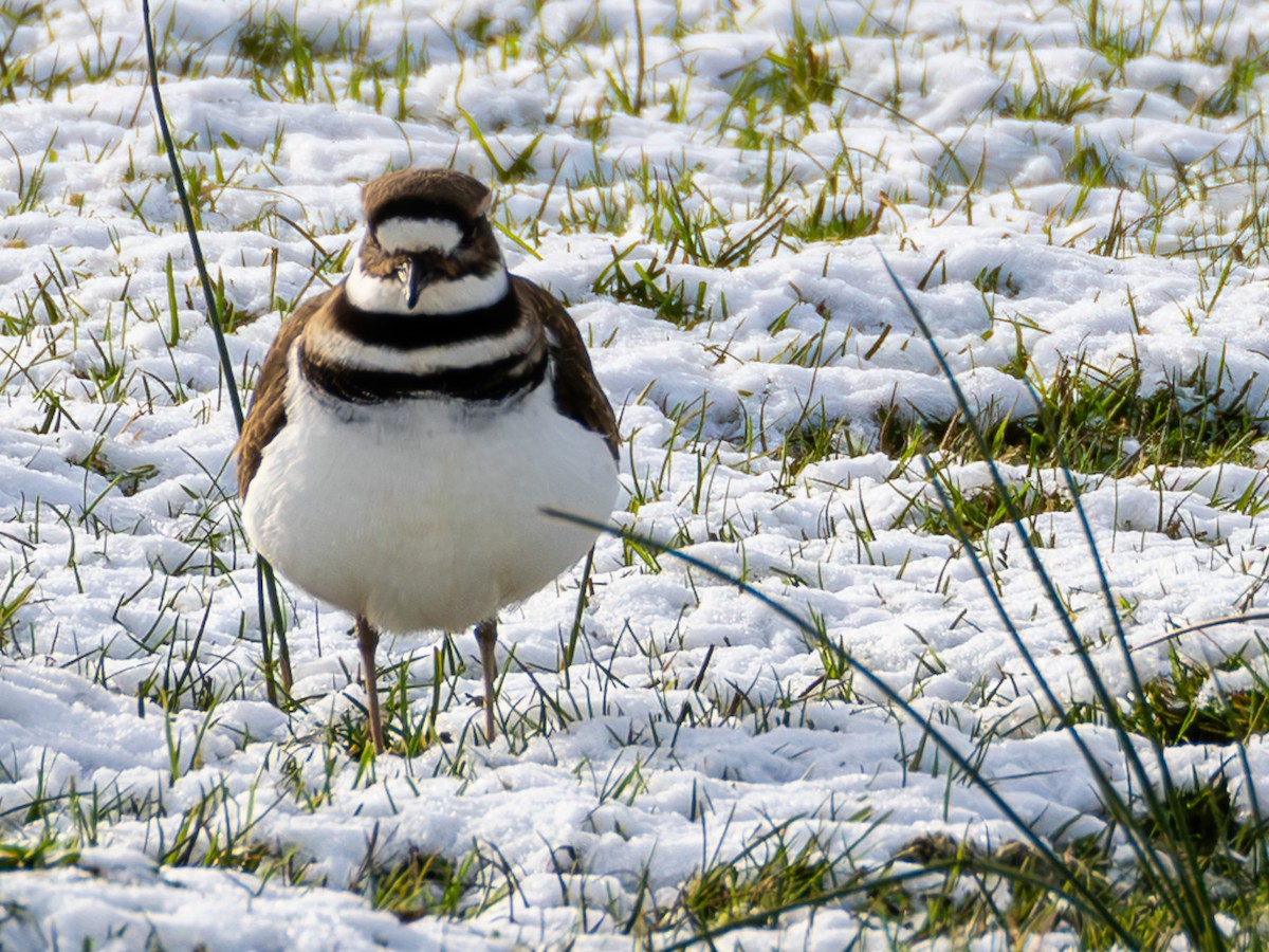 Killdeer - ML613539028