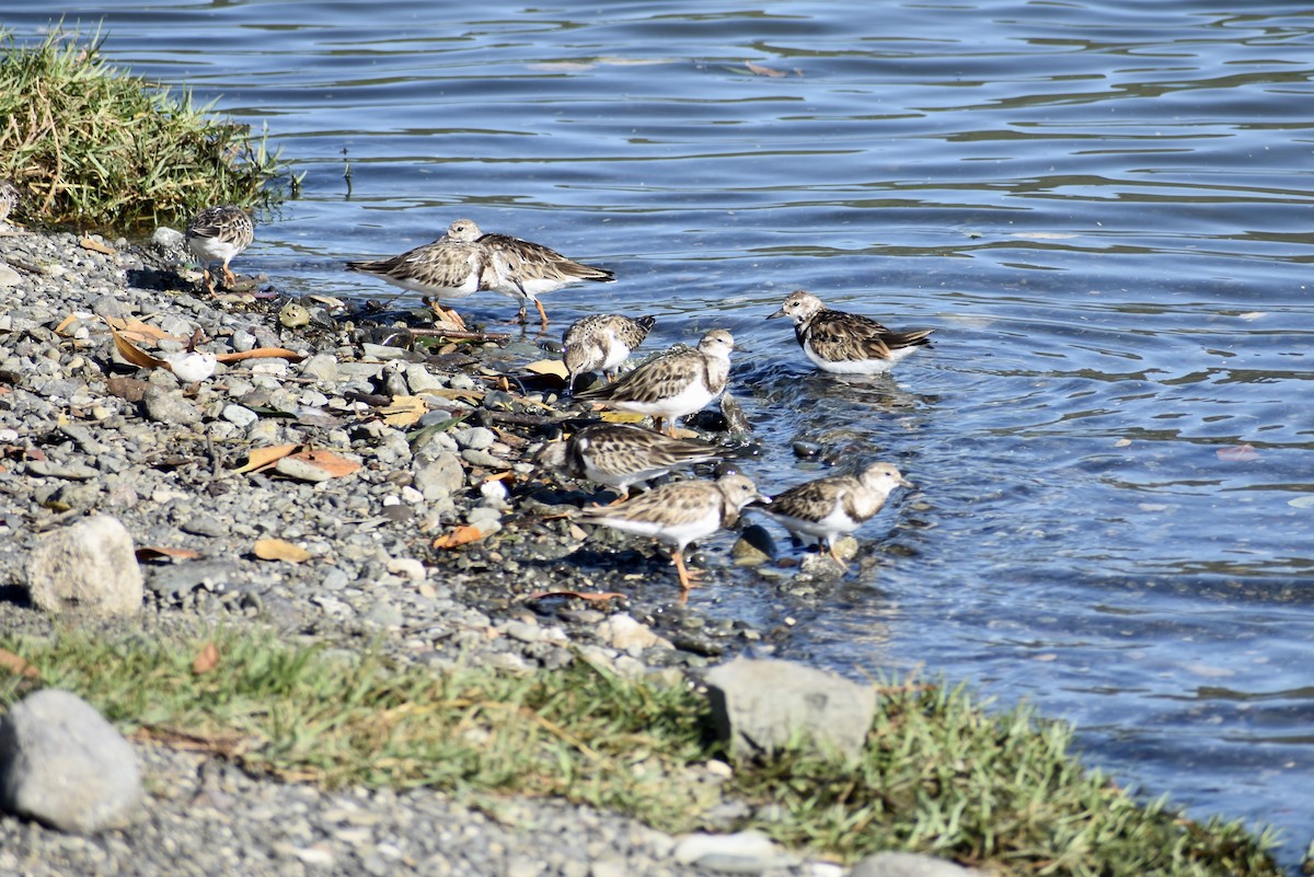 Ruddy Turnstone - ML613539073