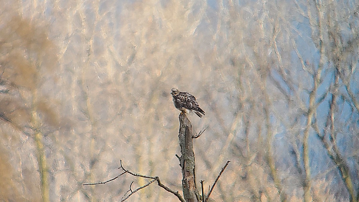 Rough-legged Hawk - ML613539087