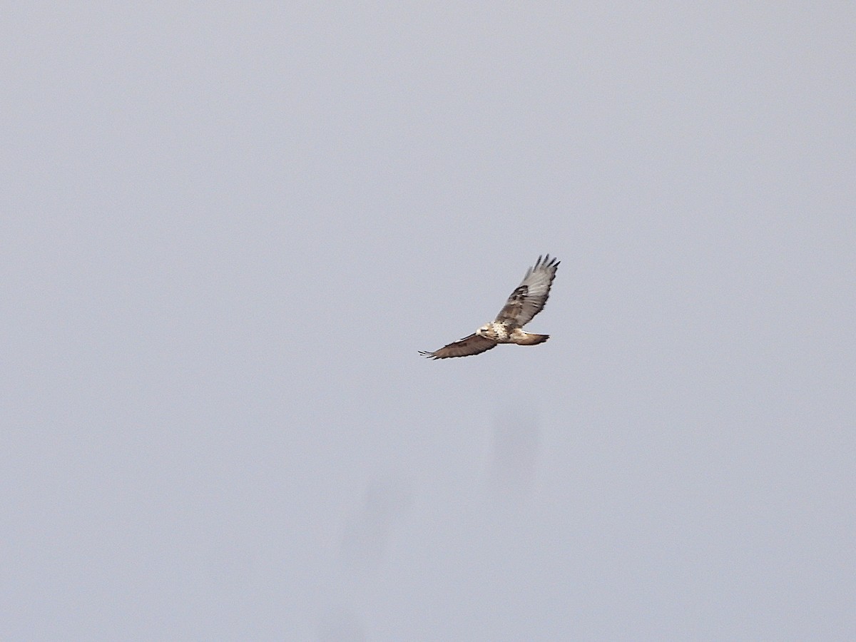 Rough-legged Hawk - ML613539089