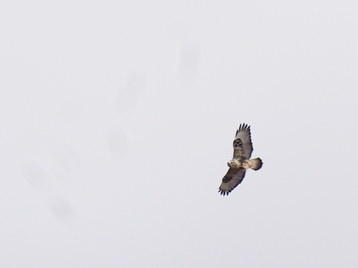 Rough-legged Hawk - ML613539091