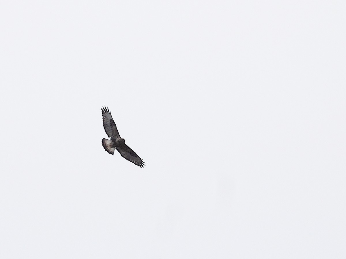 Rough-legged Hawk - ML613539096