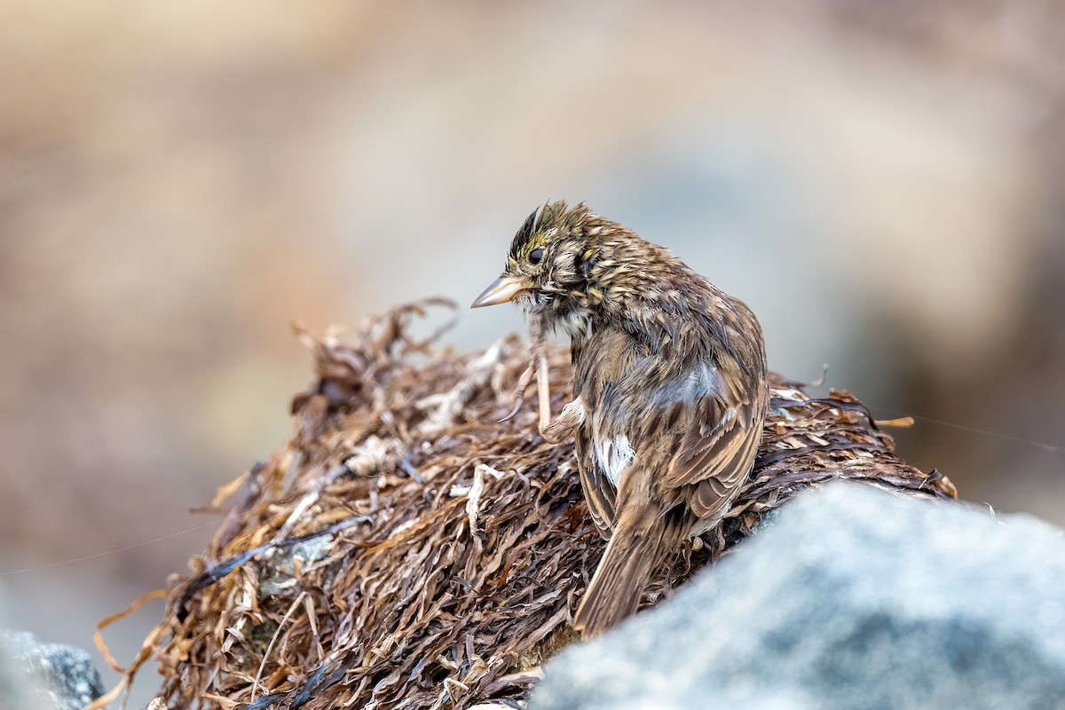Savannah Sparrow (Belding's) - ML613539112