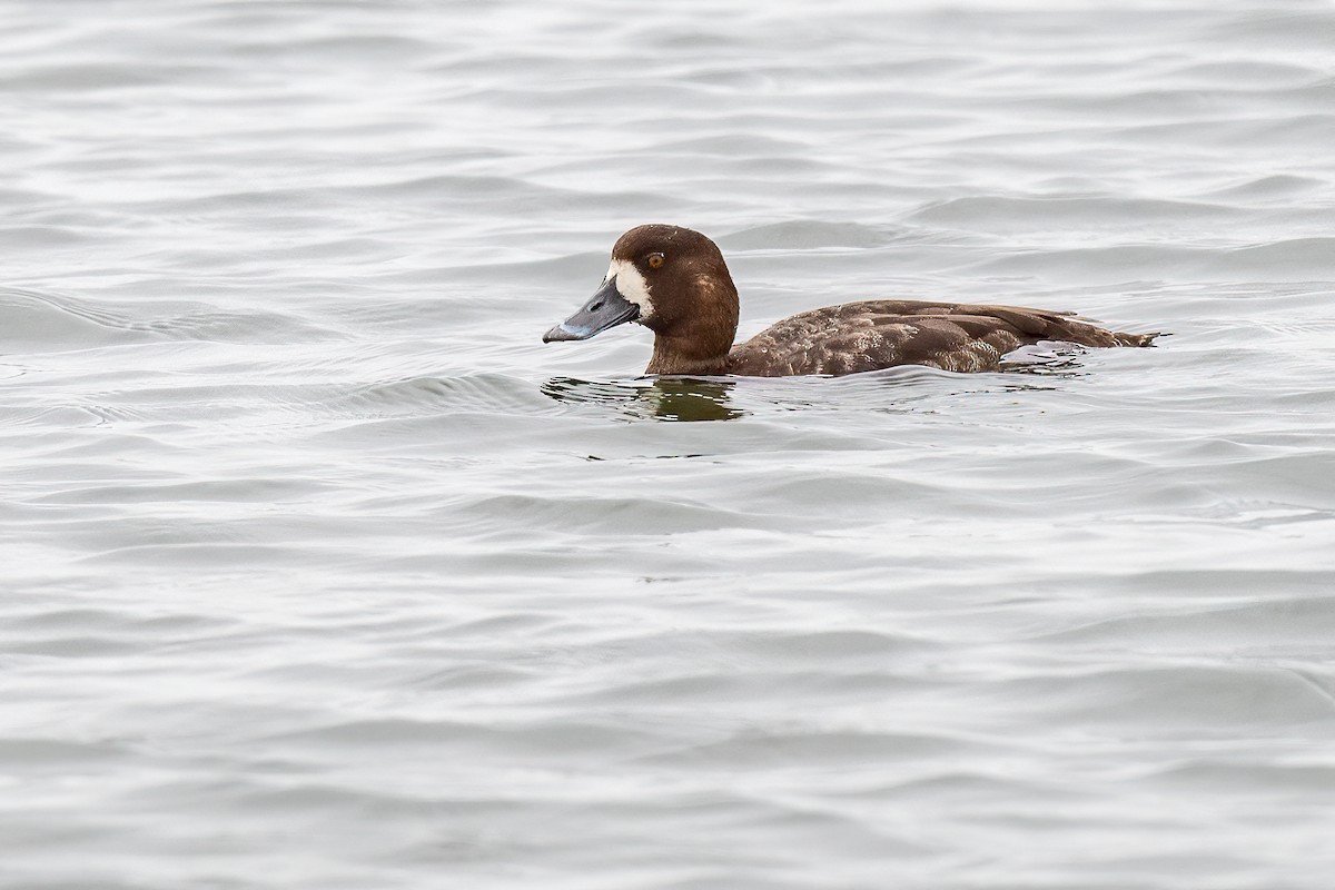 eBird Checklist - 25 Apr 2023 - Bolsa Chica--walkbridge/inner bay - 43 ...