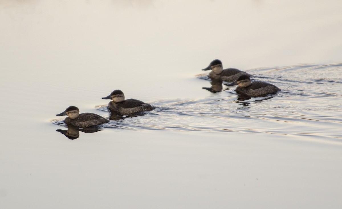 Ruddy Duck - Donna Wadsley