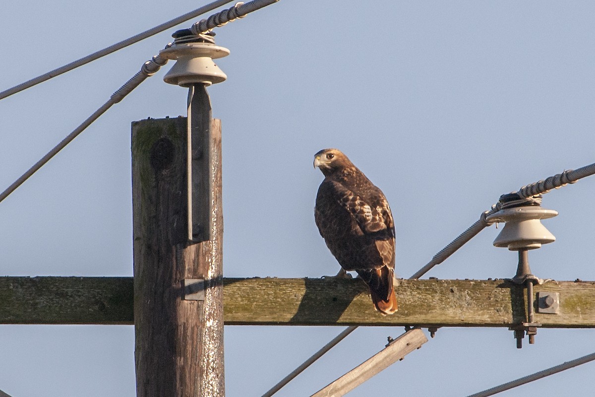 Rotschwanzbussard (borealis) - ML613539168