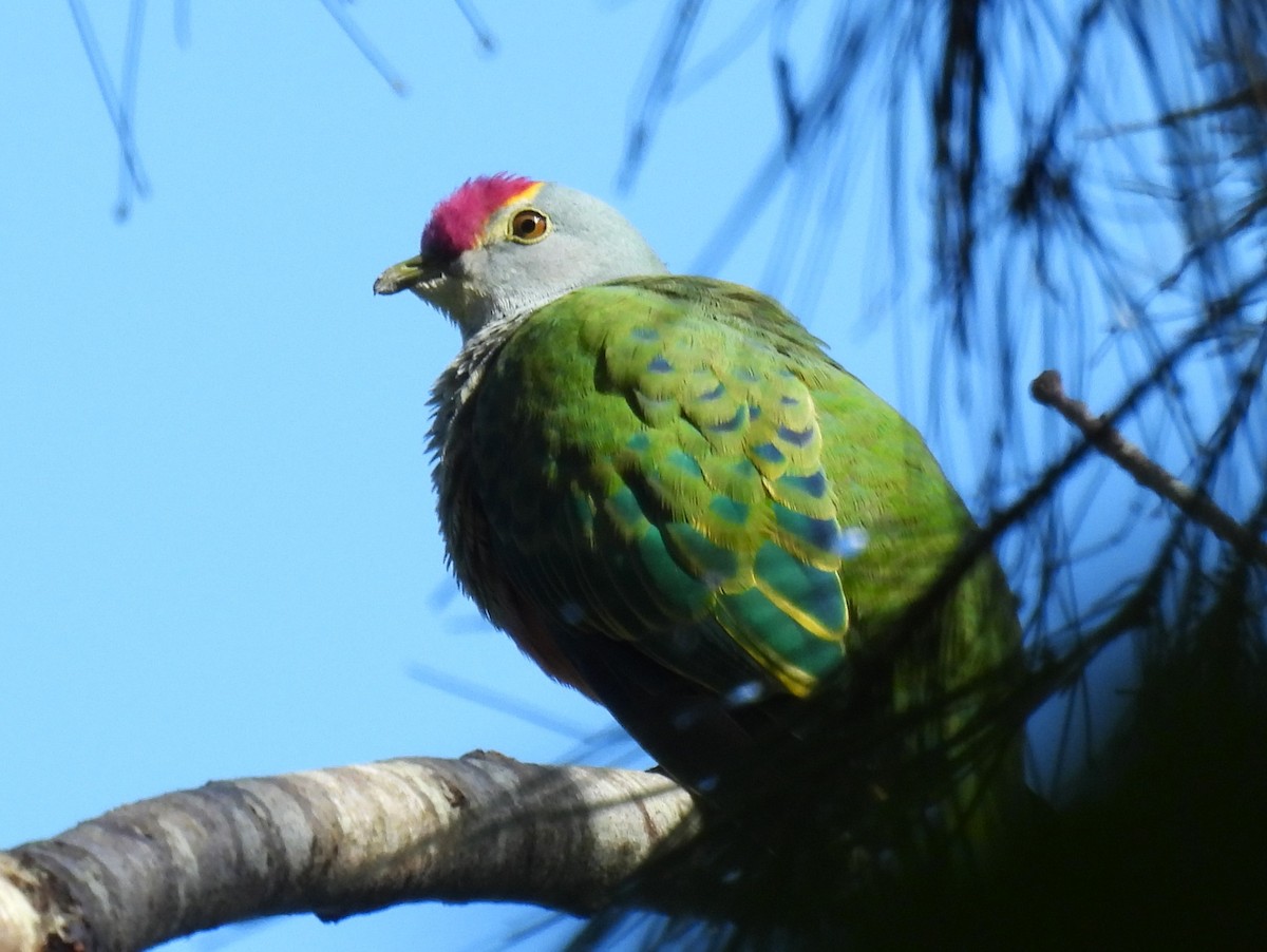Rose-crowned Fruit-Dove - ML613539198