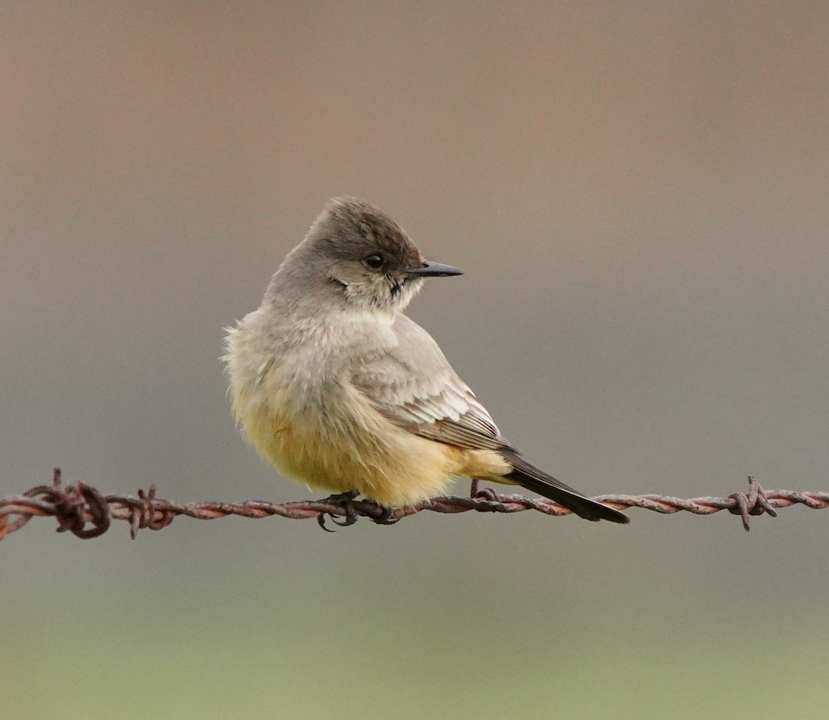 Say's Phoebe - Barbara Leary