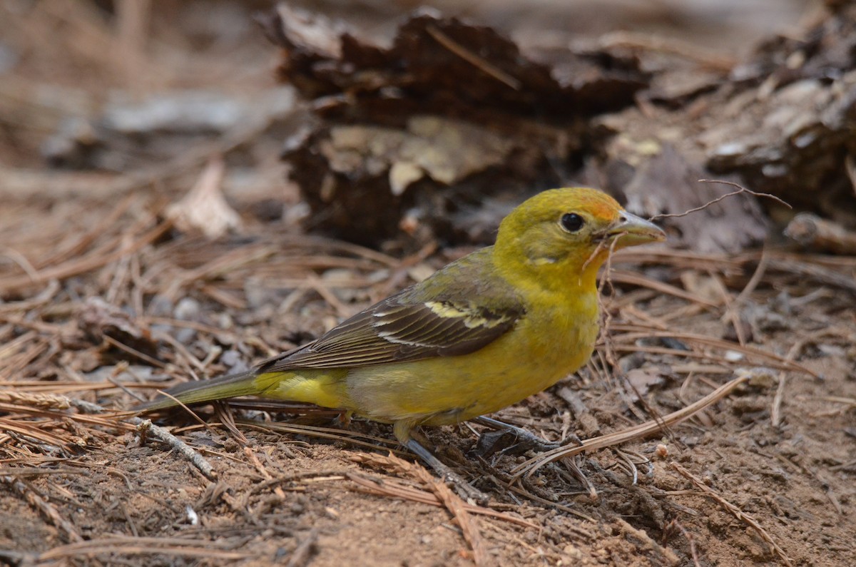 Western Tanager - ML613539288