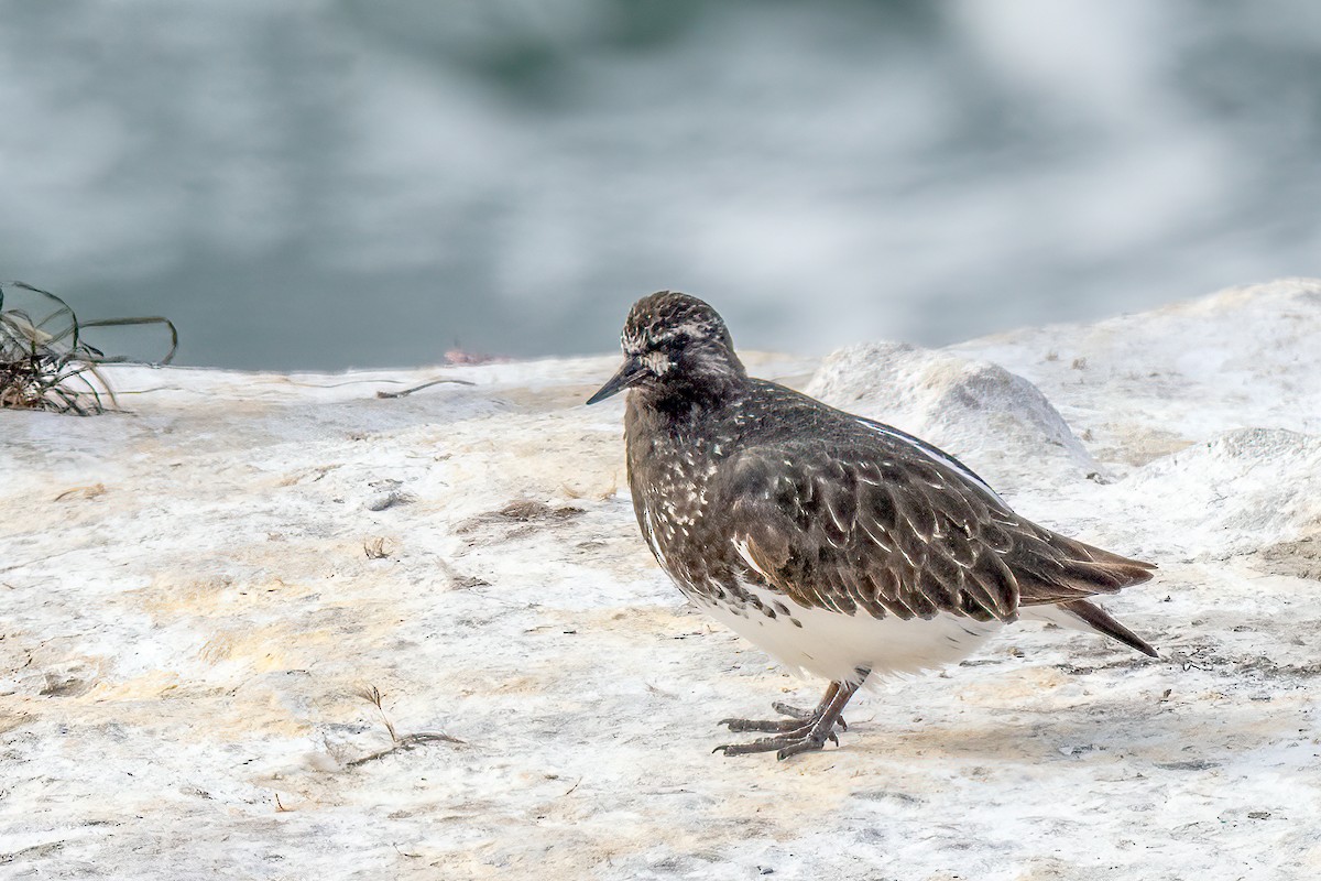 Black Turnstone - ML613539335