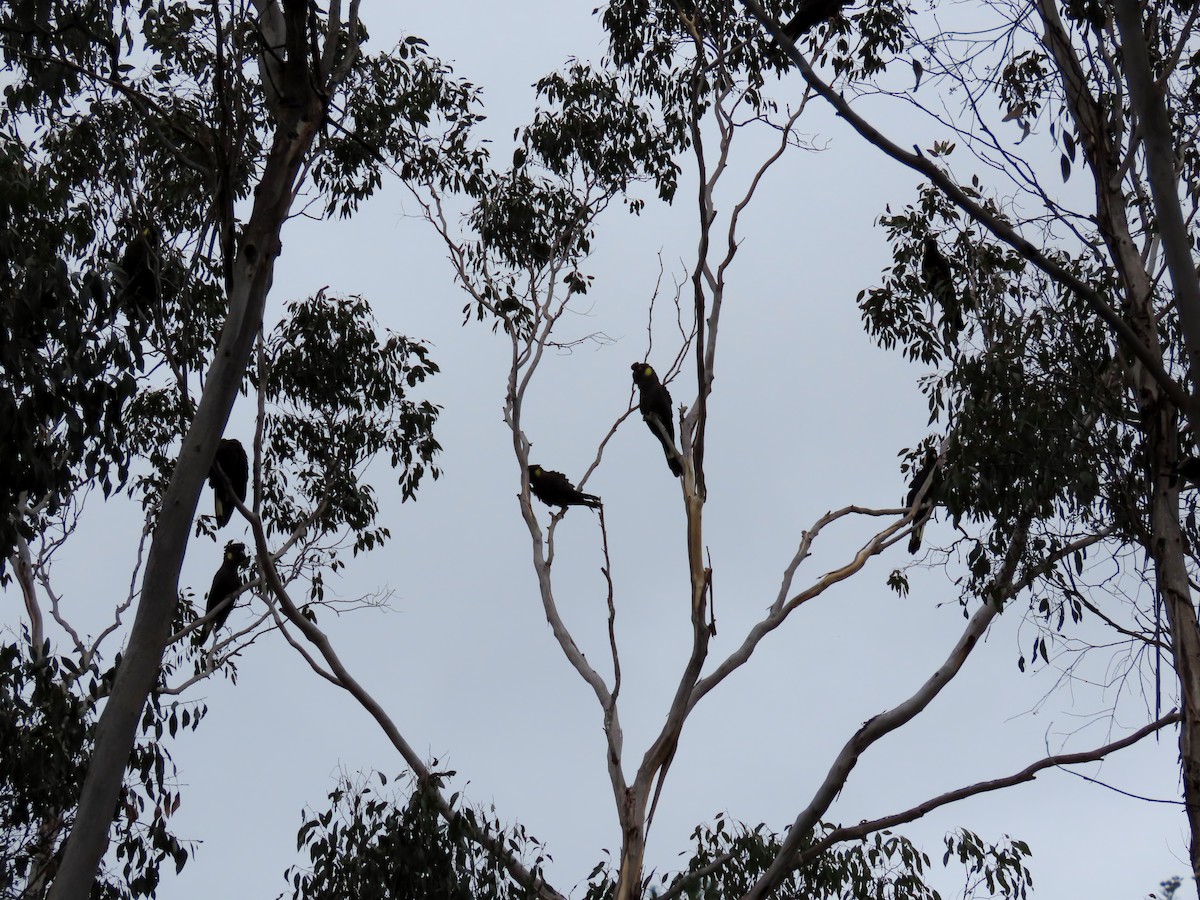 Yellow-tailed Black-Cockatoo - Phil Skeggs