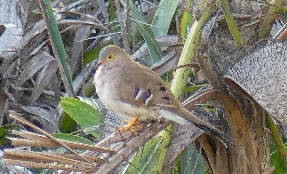 Long-tailed Ground Dove - ML613539410