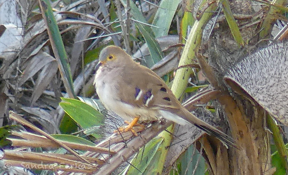 Long-tailed Ground Dove - Sandra Farkas