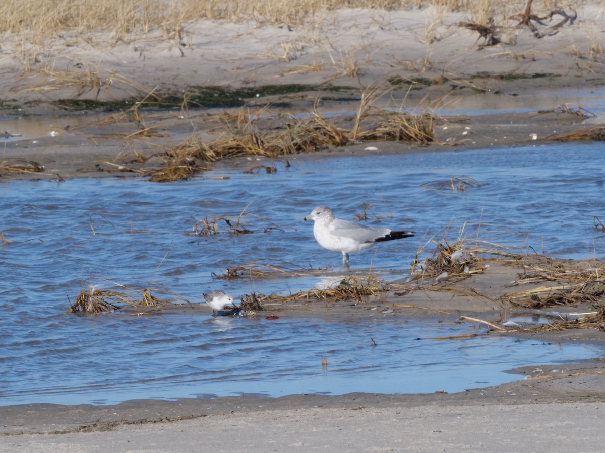 Ring-billed Gull - ML613539419