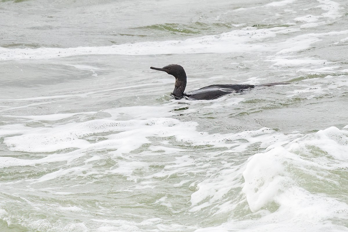 Pelagic Cormorant - ML613539421