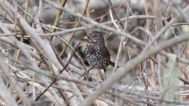 Fox Sparrow (Sooty) - ML613539427