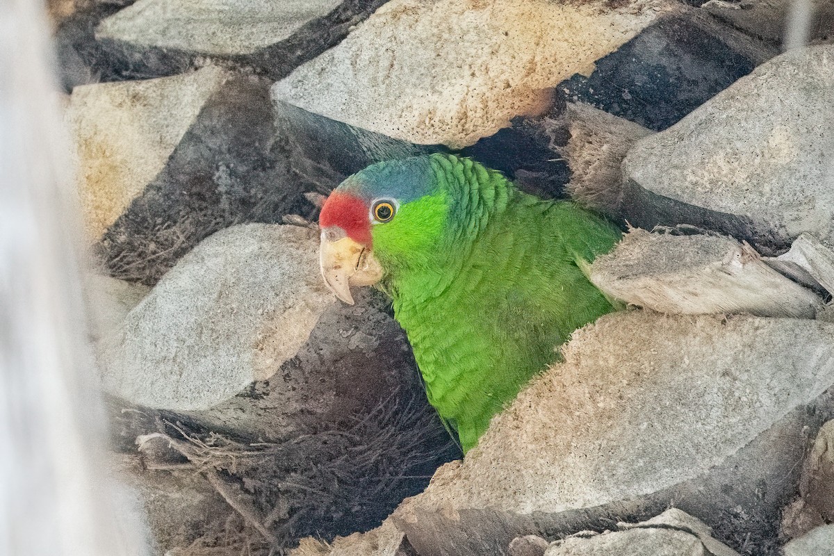 Red-crowned Parrot - ML613539428