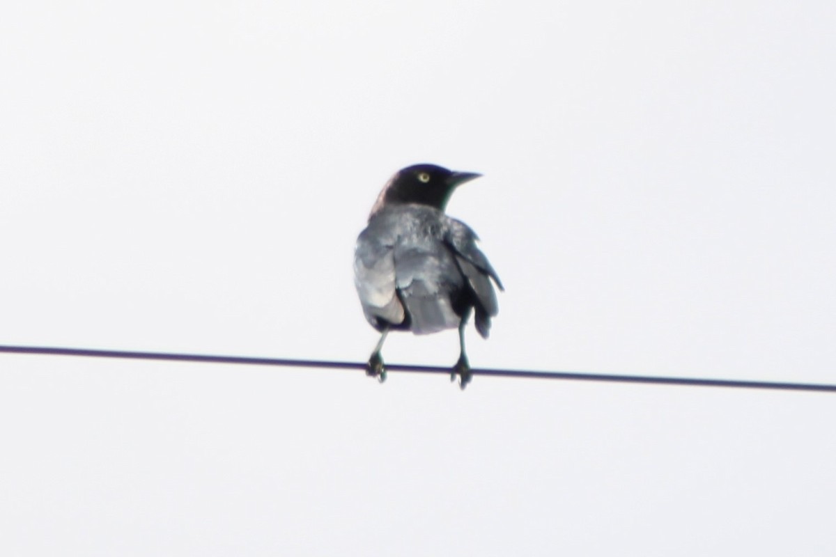 Brewer's Blackbird - ML613539479