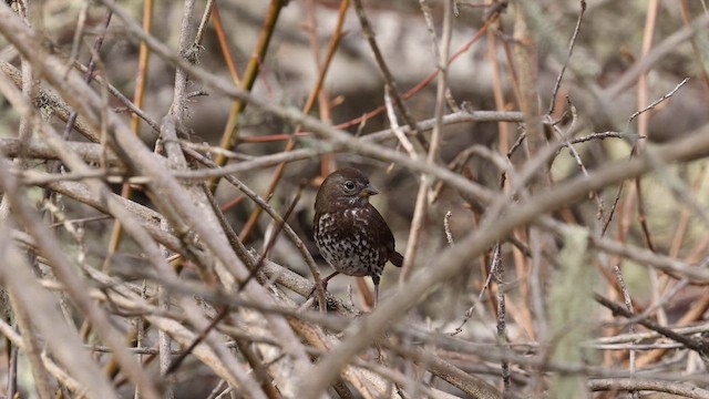 Fox Sparrow (Sooty) - ML613539500