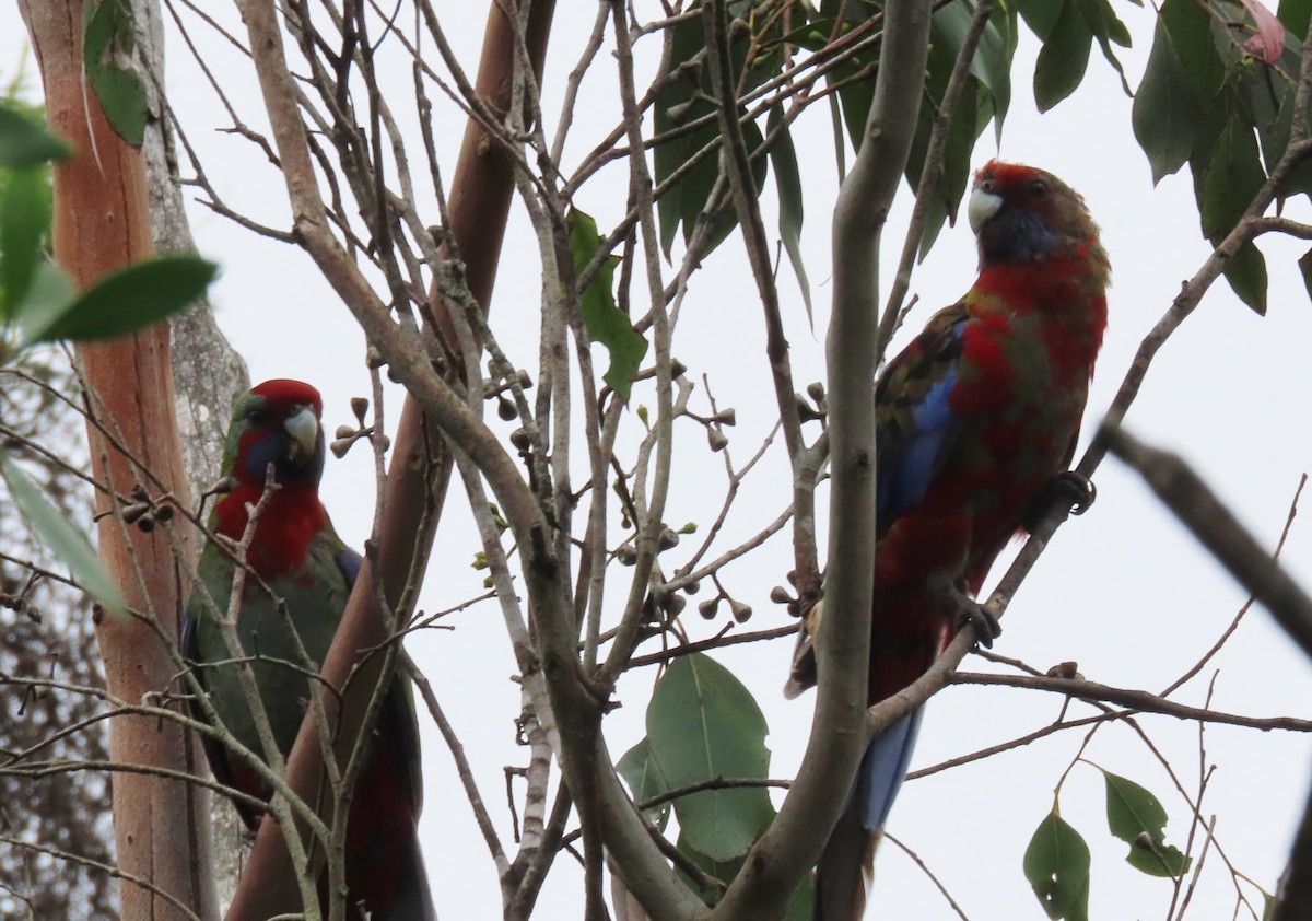 Crimson Rosella - Phil Skeggs