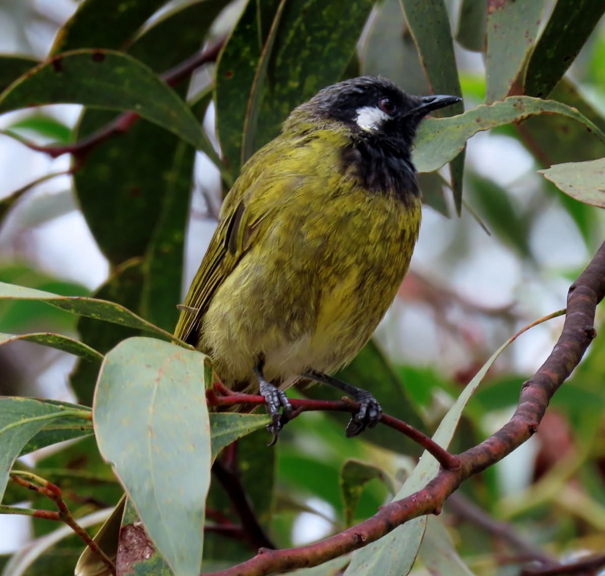 White-eared Honeyeater - Phil Skeggs