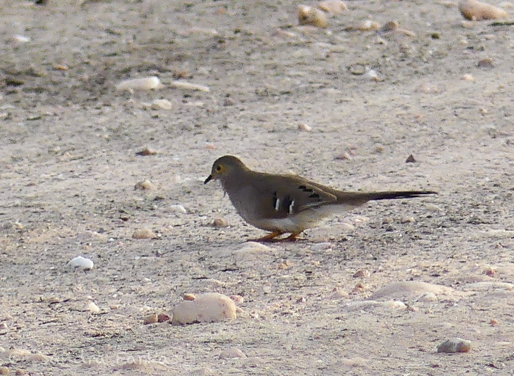 Long-tailed Ground Dove - ML613539591