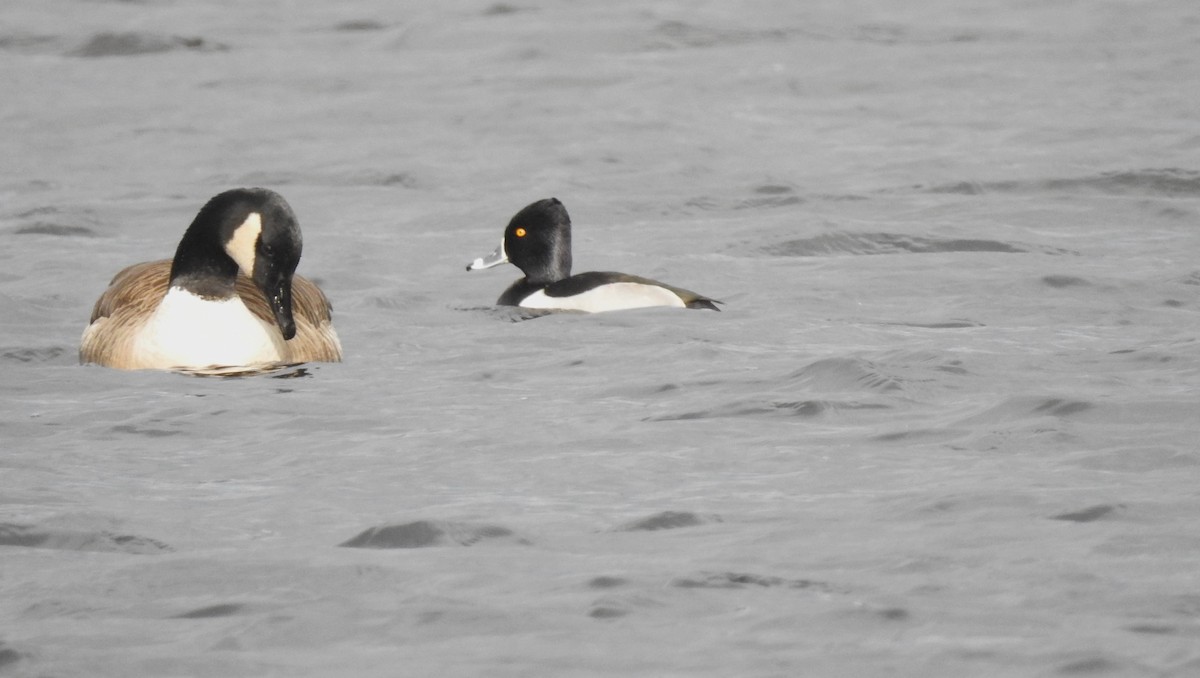 Ring-necked Duck - ML613539592