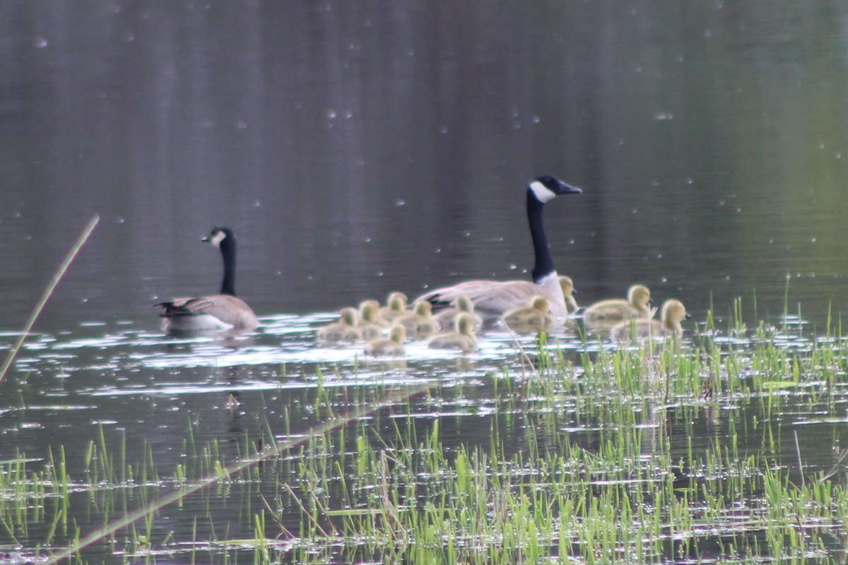 Canada Goose (moffitti/maxima) - ML613539593