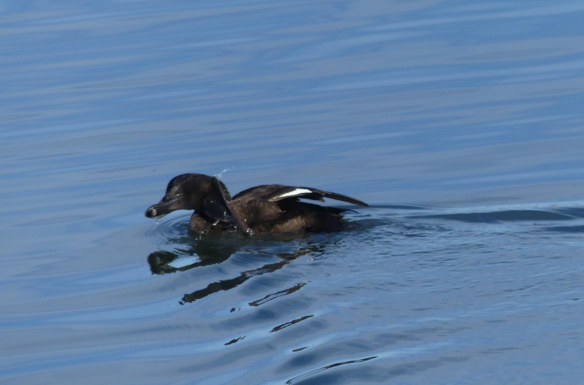 White-winged Scoter - ML613539610