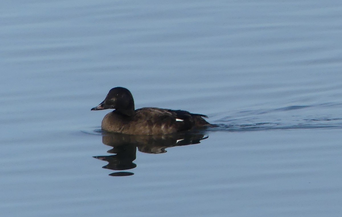 White-winged Scoter - ML613539615