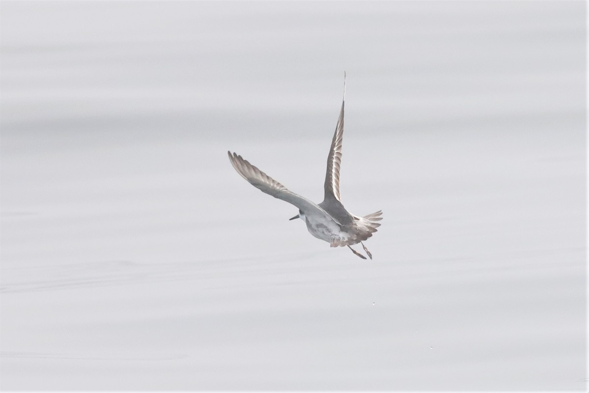 Red Phalarope - ML613539630
