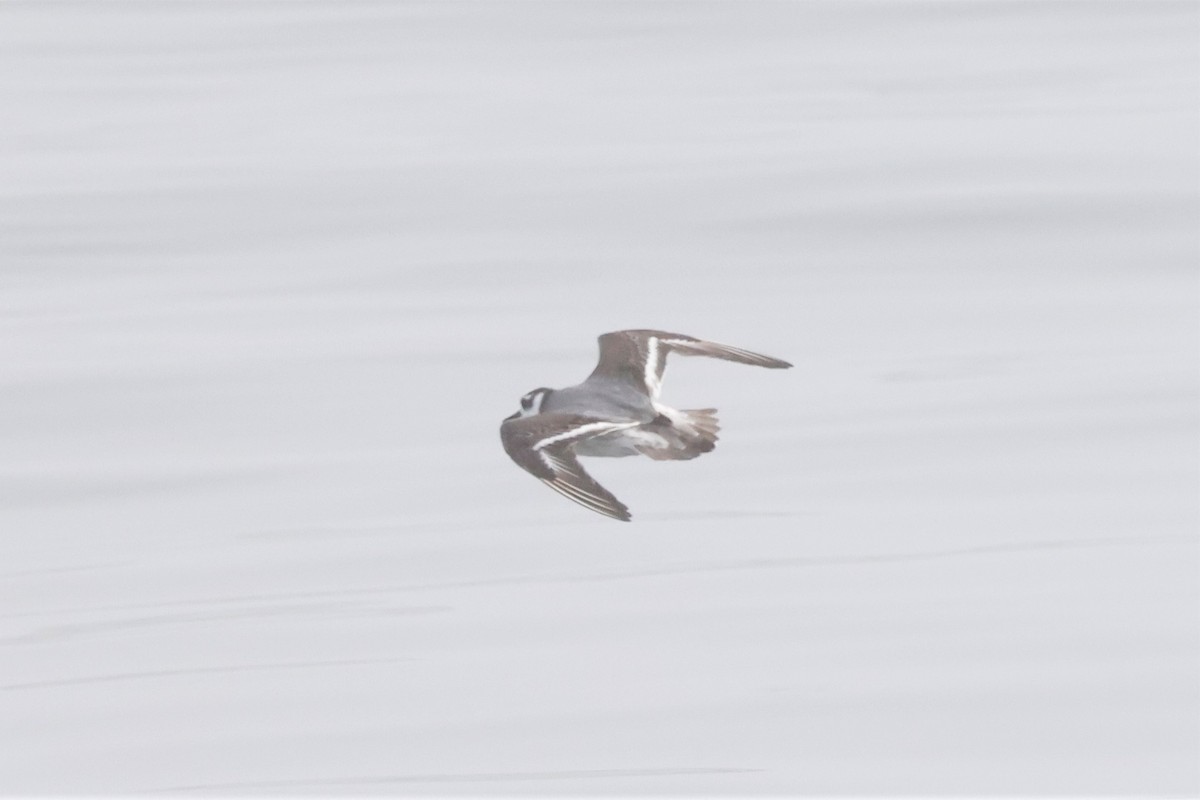 Red Phalarope - ML613539631