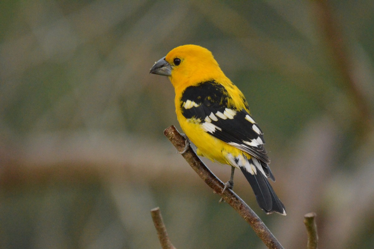 Yellow Grosbeak - ML613539634