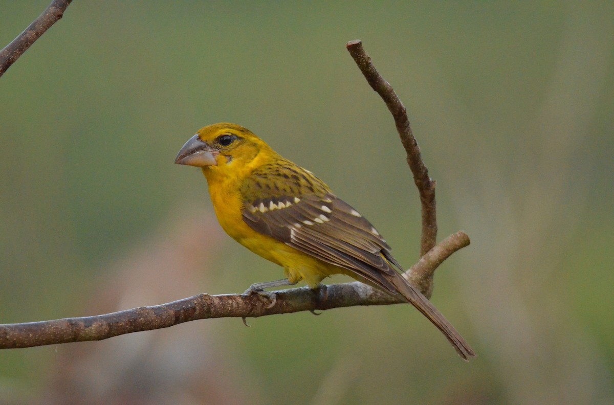 Yellow Grosbeak - ML613539635