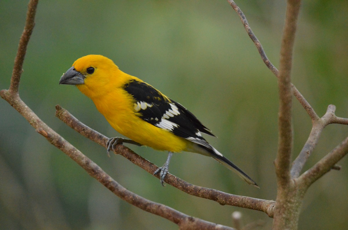 Yellow Grosbeak - ML613539638