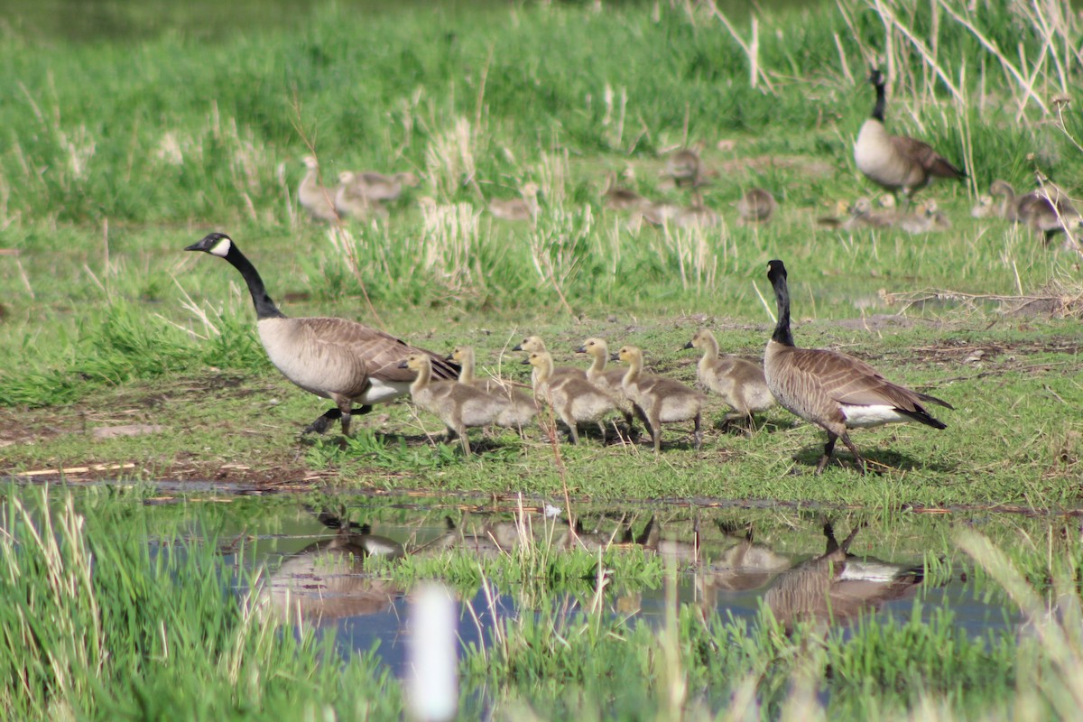 Canada Goose (moffitti/maxima) - ML613539665