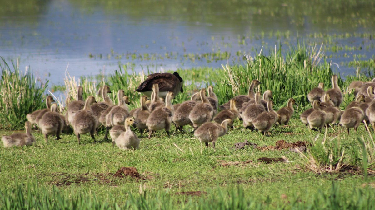 Canada Goose (moffitti/maxima) - ML613539667