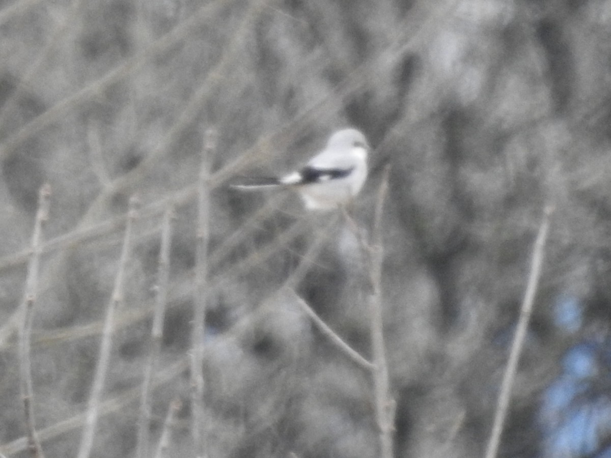 Northern Shrike - ML613539777