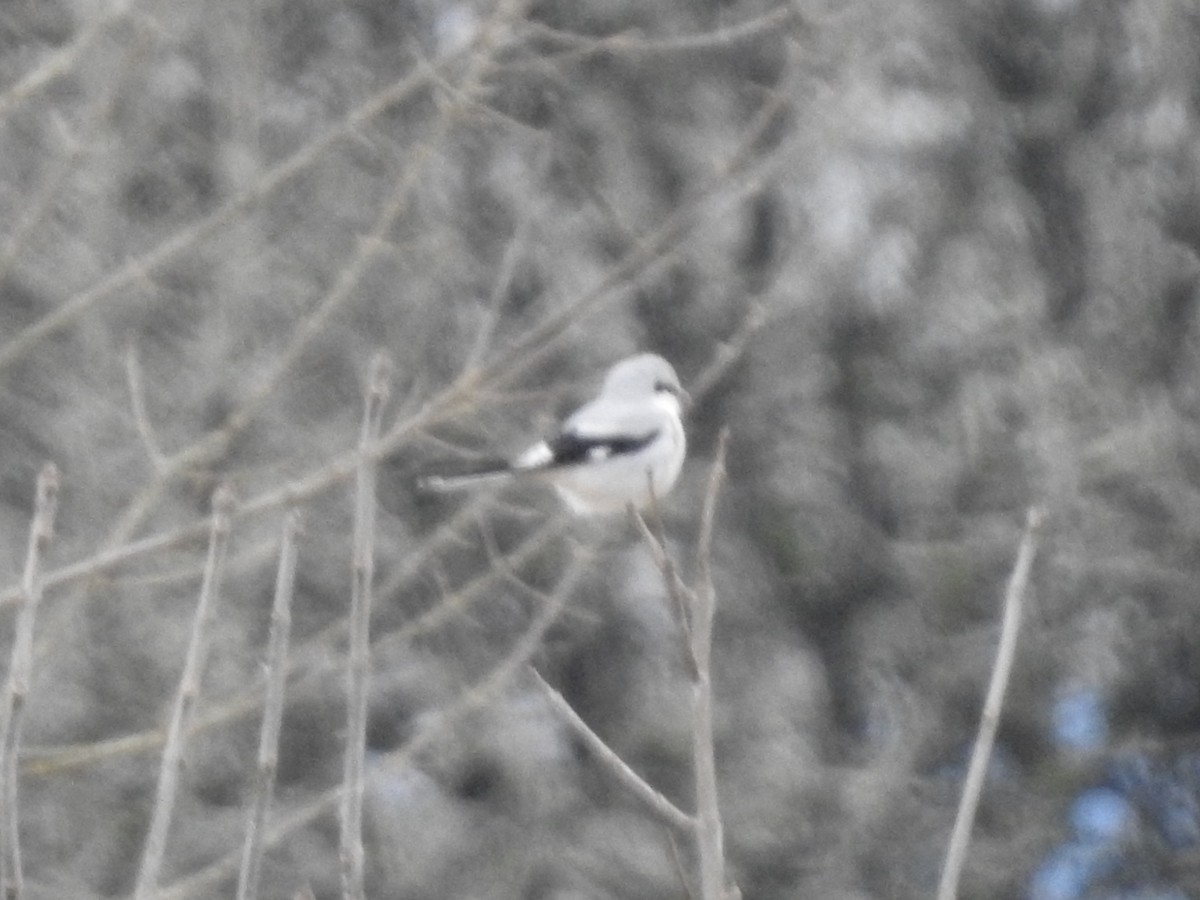 Northern Shrike - ML613539778