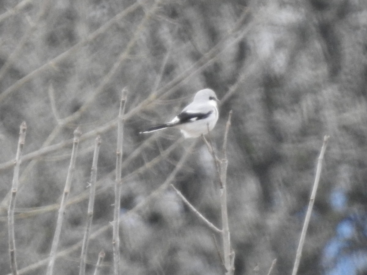 Northern Shrike - ML613539779