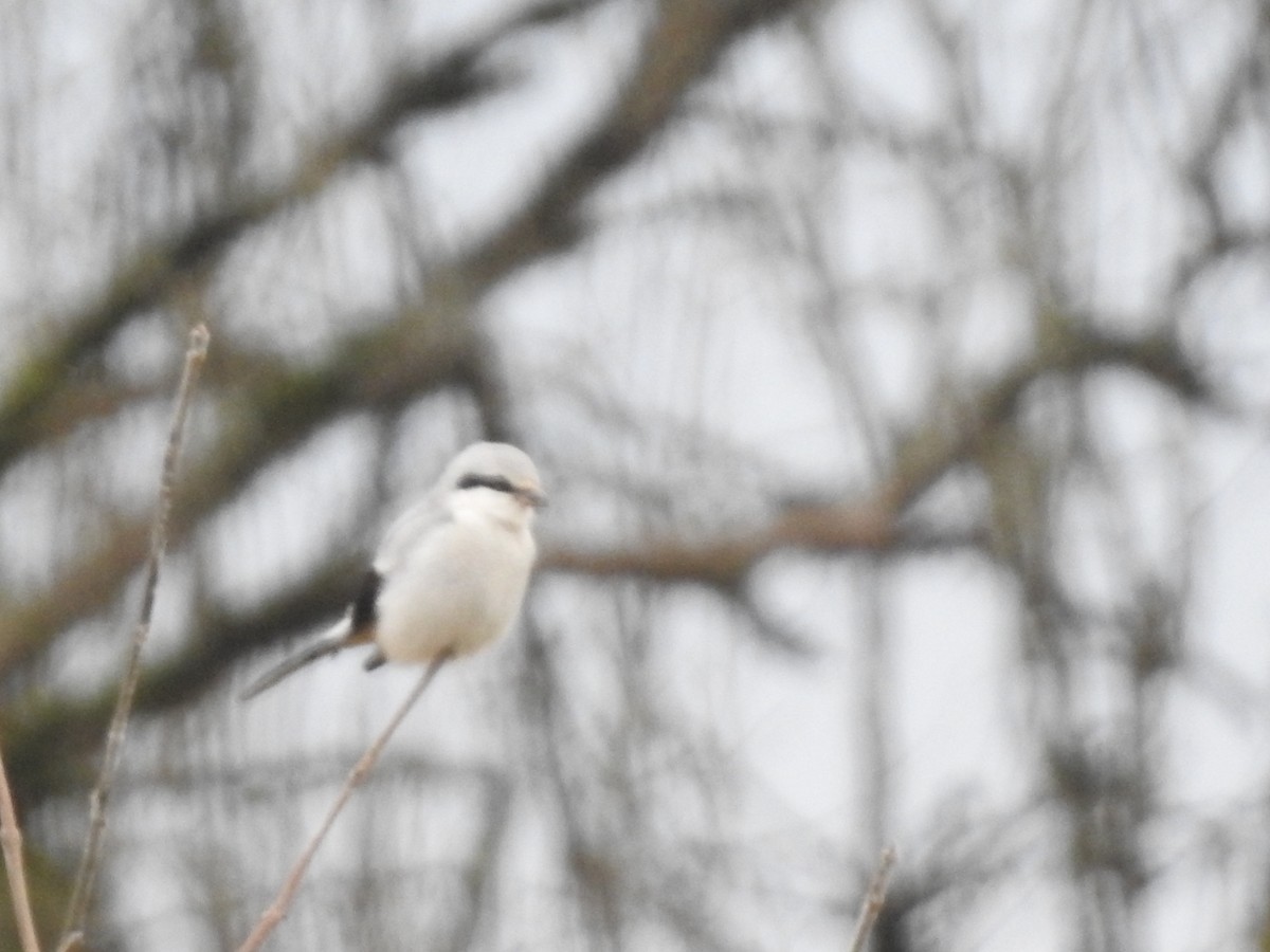 Northern Shrike - ML613539780