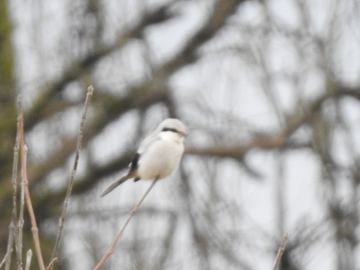 Northern Shrike - ML613539781