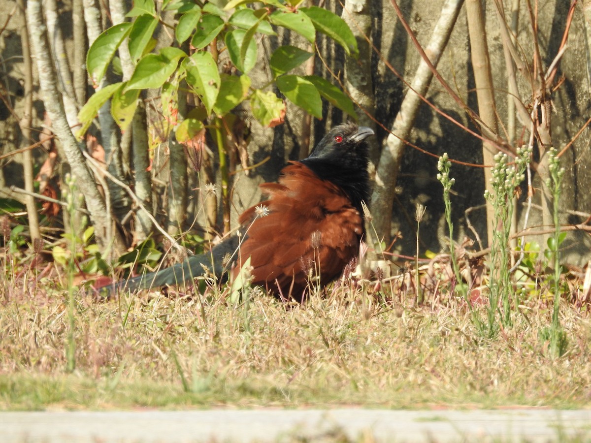 Grand Coucal - ML613539802