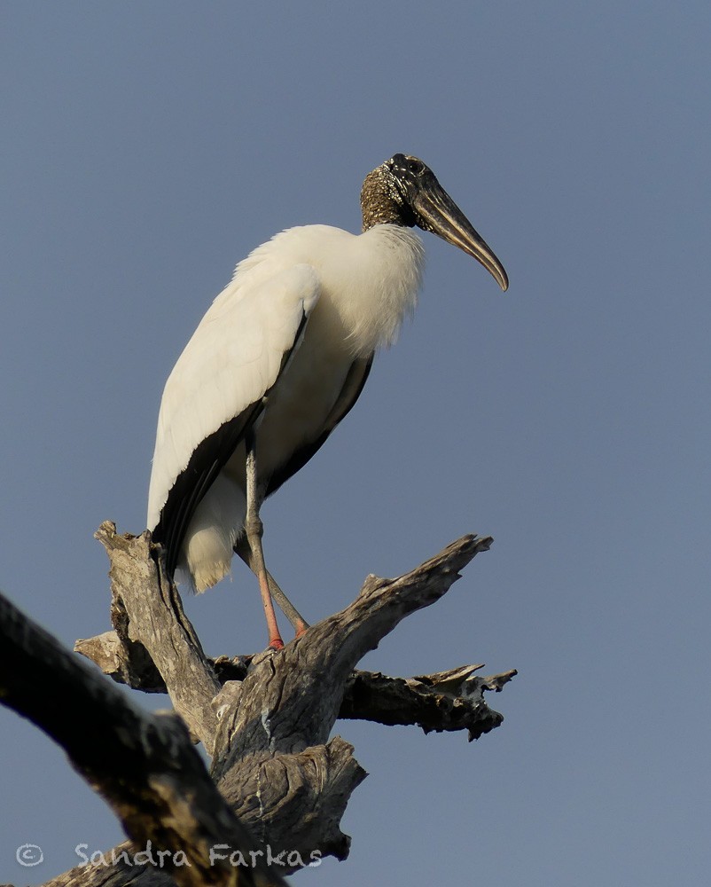 Wood Stork - ML613539803