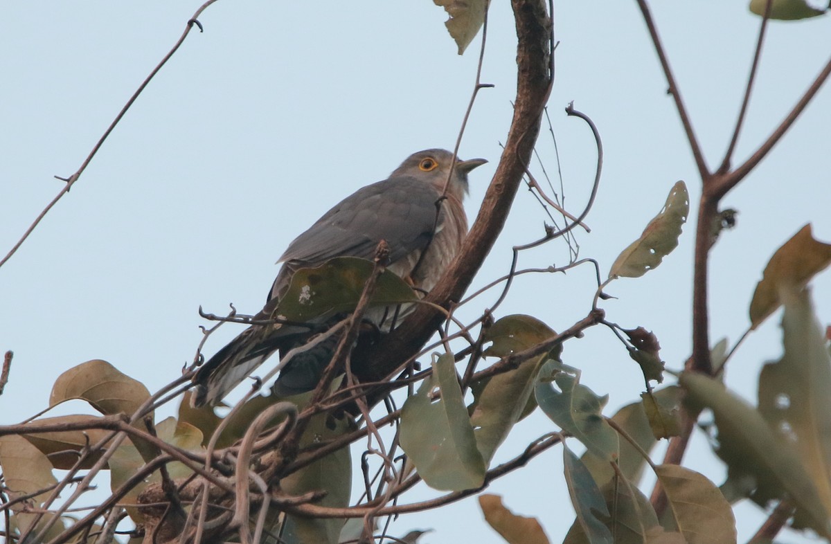 Common Hawk-Cuckoo - ML613539805